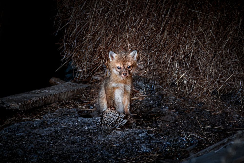 Red Fox Kit Art, First Watch, by Kim Clune