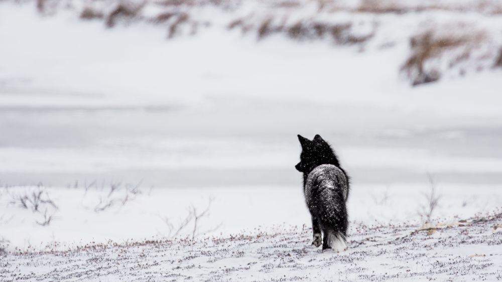 Silver Fox Art, Instinct Leads,, by Kim Clune