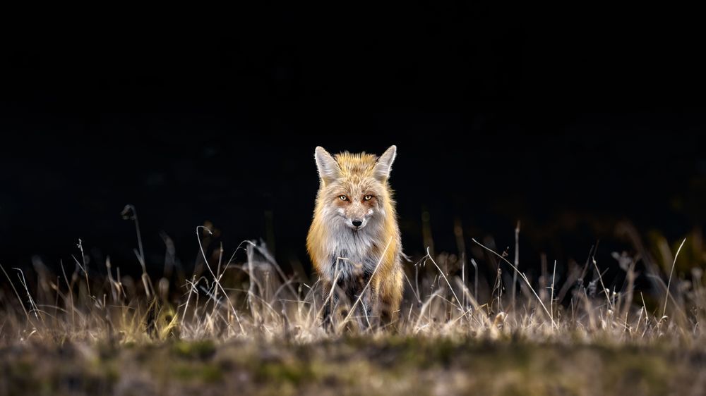 Red Fox Art, Emerging Ember, by Kim Clune