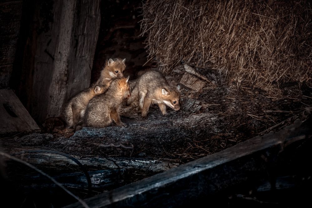 Red Fox Kit Art, Snuggling Siblings, by Kim Clune