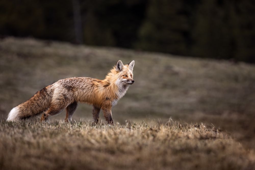 Red Fox Art, Freeze, by Kim Clune