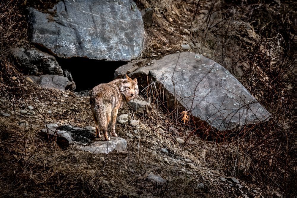 Coyote Art, The Threshold, Quebec