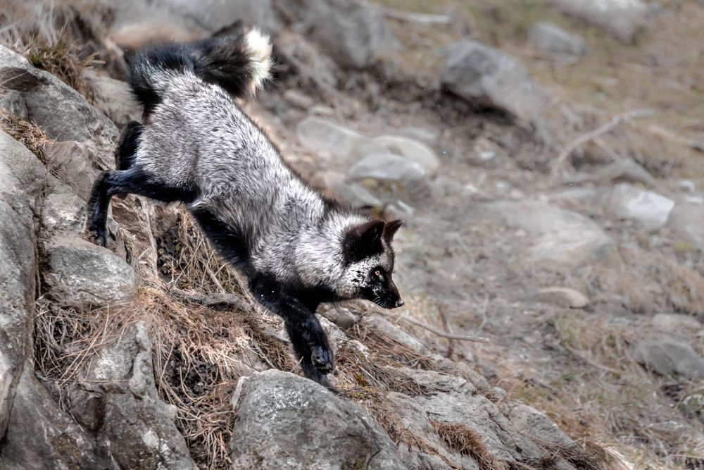 Silver Fox Art, Swift and Sure, by Kim Clune