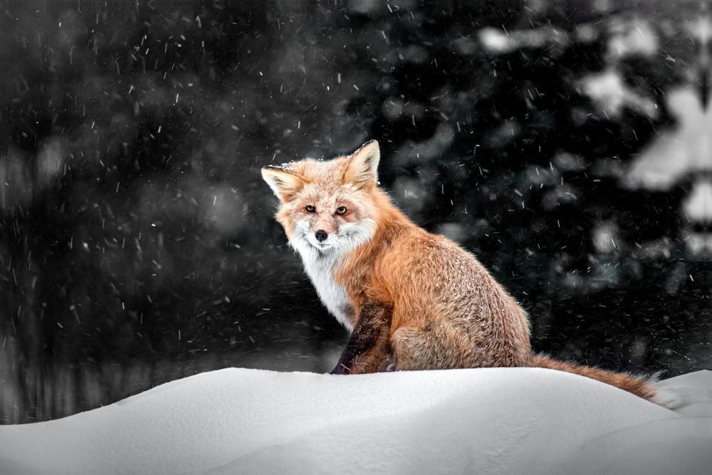 Red fox art, Selective Hearing, by Kim Clune