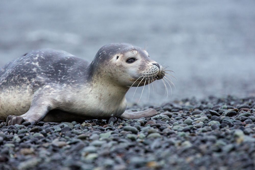 Seal Pup On Shore Photography Art | Kim Clune Daydreams