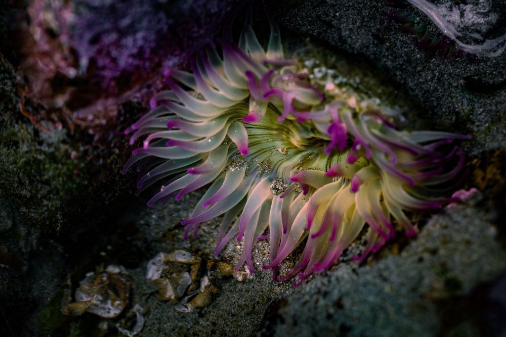 Anemone Rising Photography Art | Kim Clune Daydreams