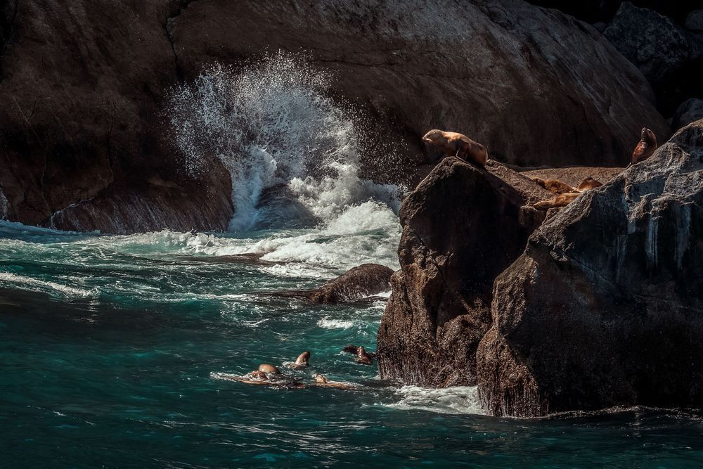 Sea King Photography Art | Kim Clune Daydreams