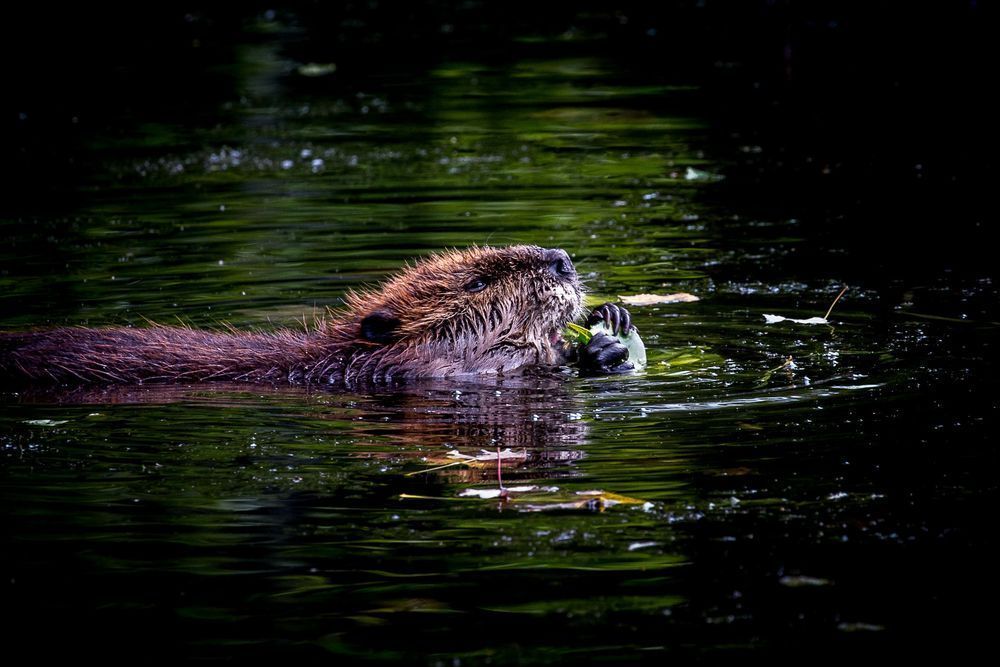 The Nibbler Photography Art | Kim Clune Daydreams
