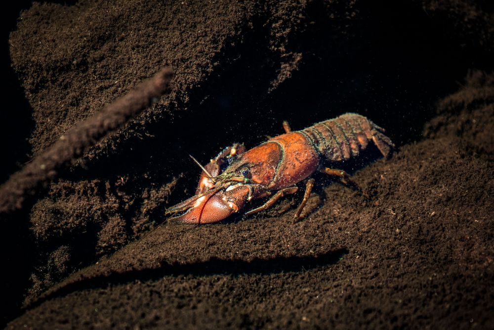 Crustacean In A Crevice Photography Art | Kim Clune Daydreams