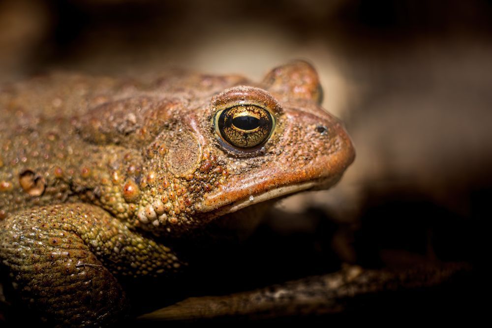 Reptilian Gold Photography Art | Kim Clune Daydreams