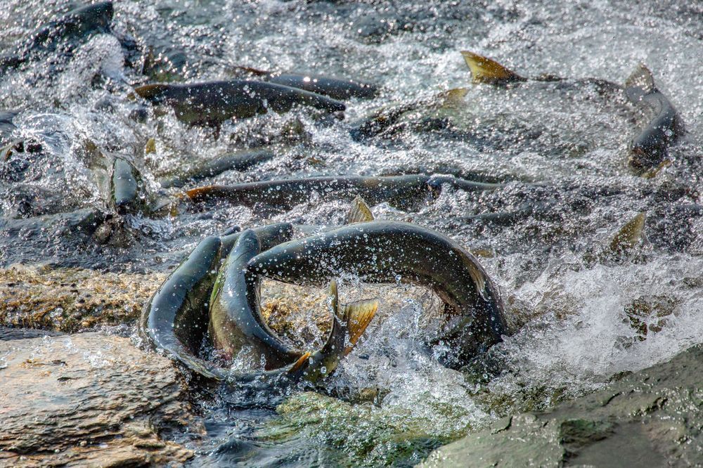 Salmon Spin Photography Art | Kim Clune Daydreams