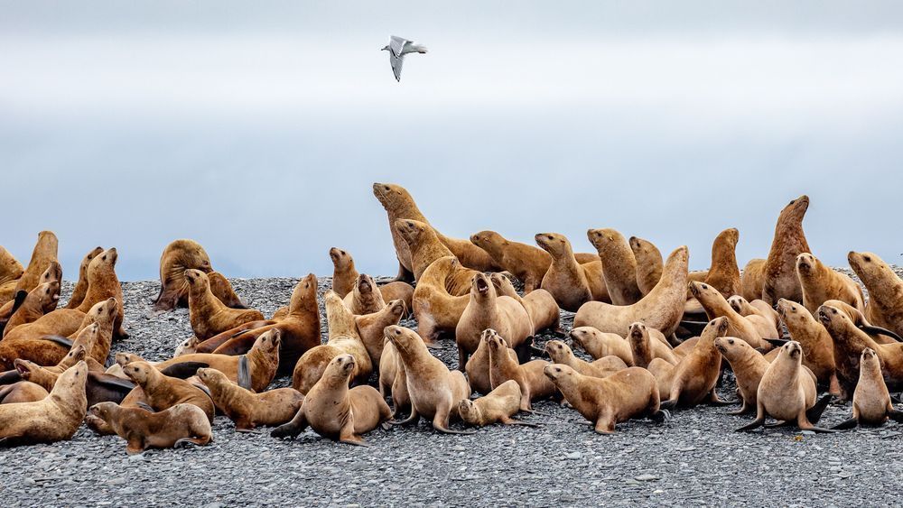 The Herd Photography Art | Kim Clune Daydreams