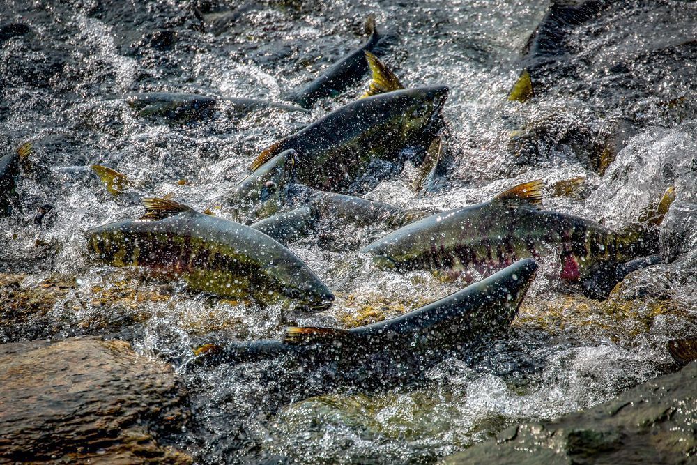 Salmon Bath Photography Art | Kim Clune Daydreams