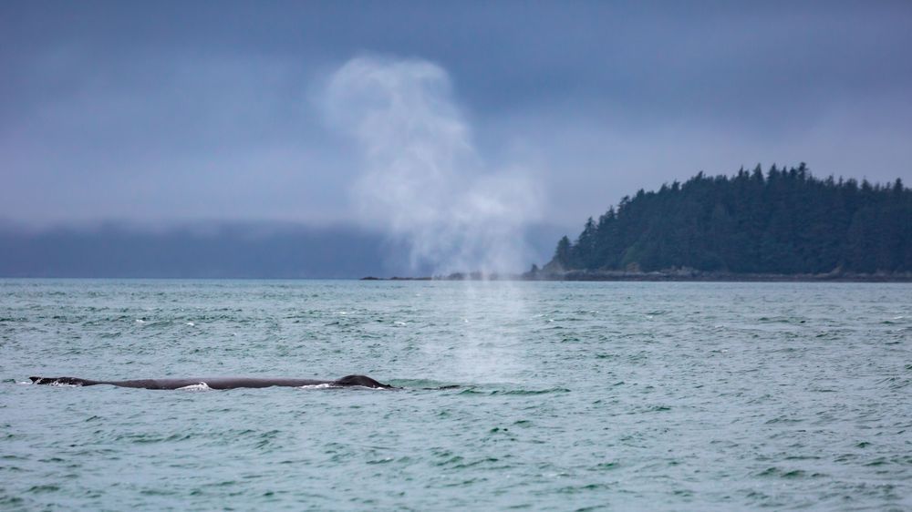 Humpback Huff Photography Art | Kim Clune Daydreams