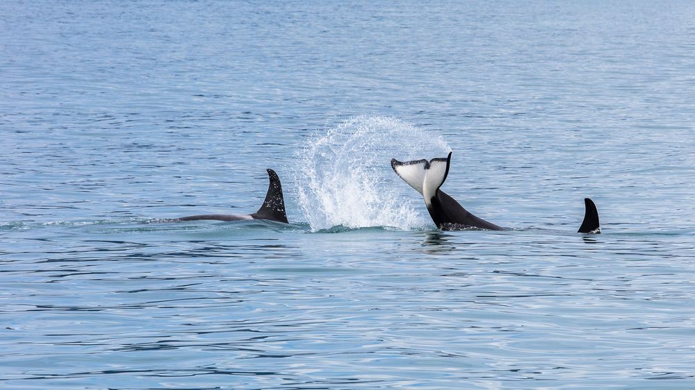 Orca Play Photography Art | Kim Clune Daydreams