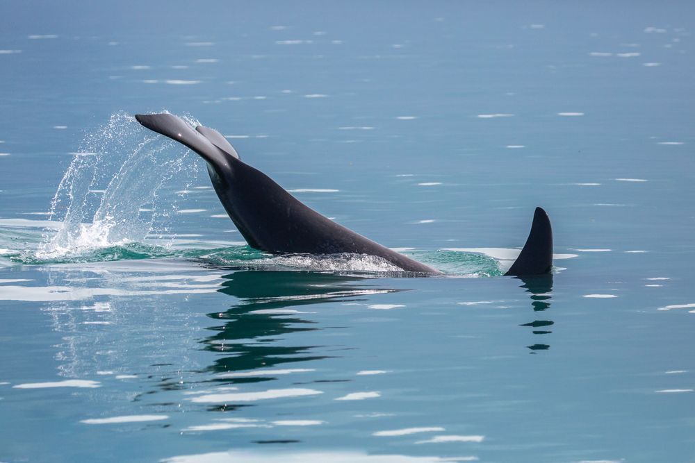 Orca Tail Slap Photography Art | Kim Clune Daydreams