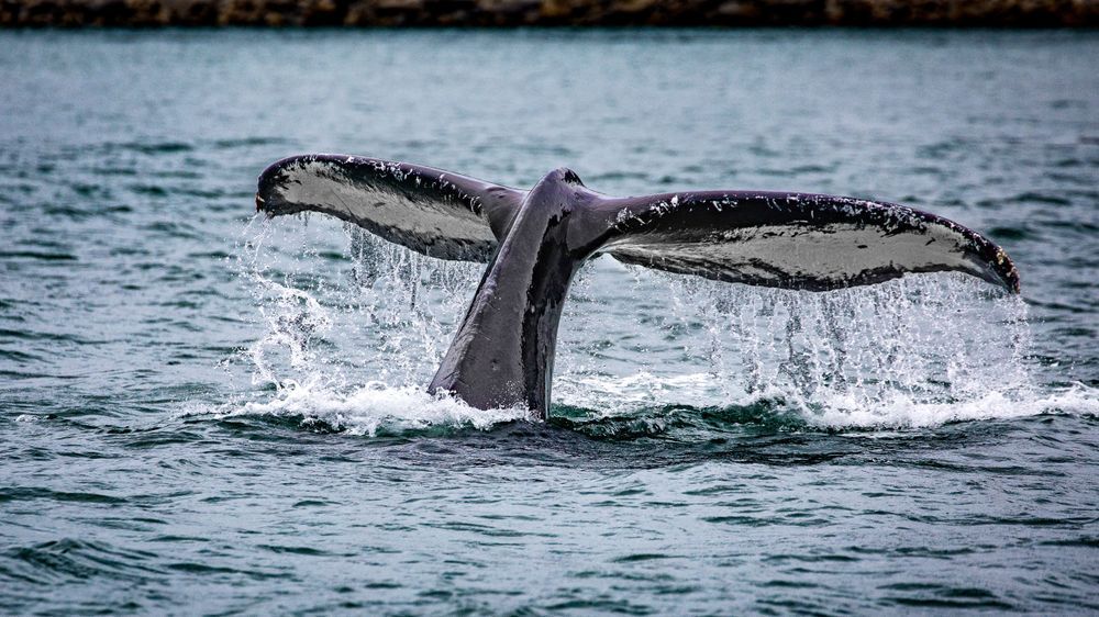 Whale Tail Photography Art | Kim Clune Daydreams