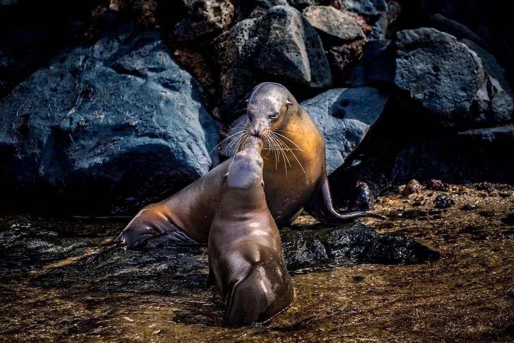 Kissy Face Photography Art | Kim Clune Daydreams