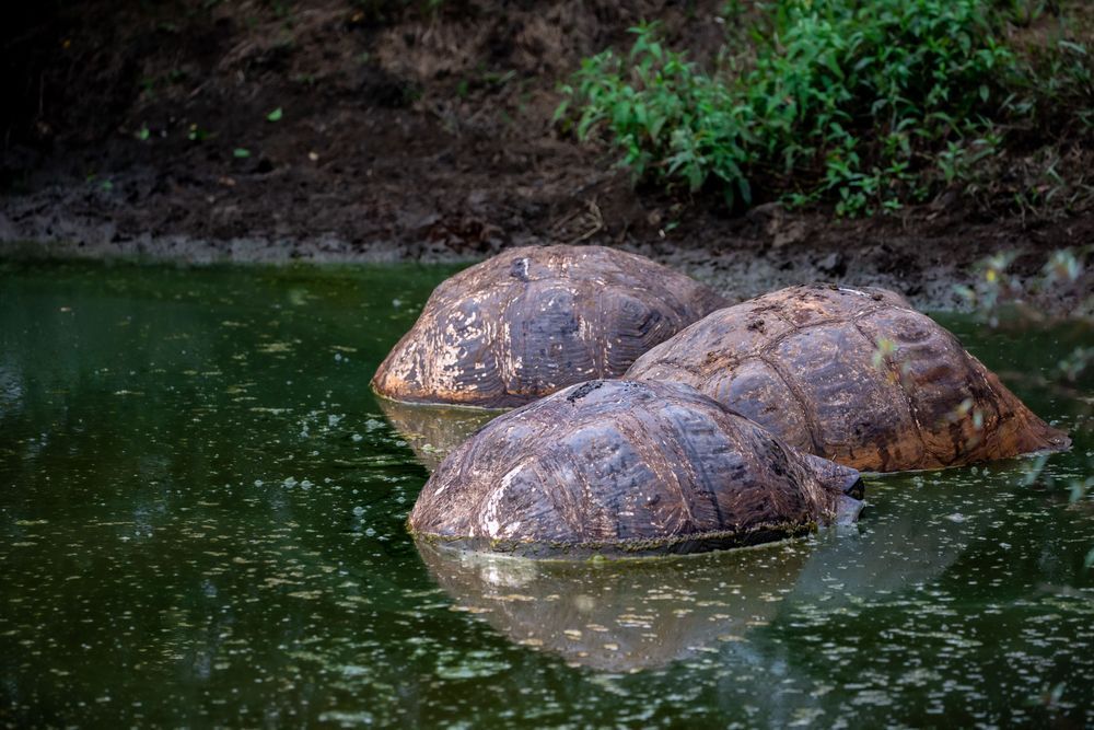 Turtle Trio Photography Art | Kim Clune Daydreams