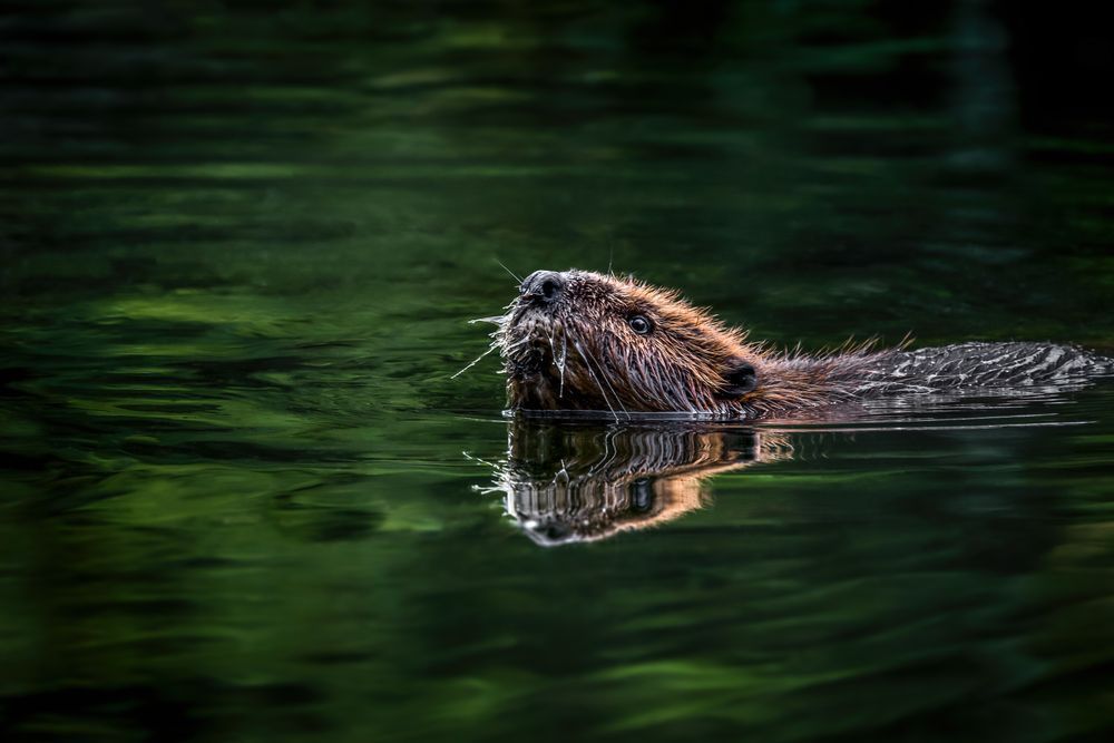 Beaver Bath Photography Art | Kim Clune Daydreams
