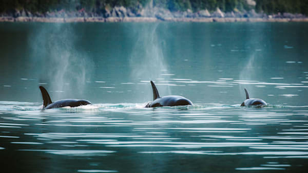 Orca Trio