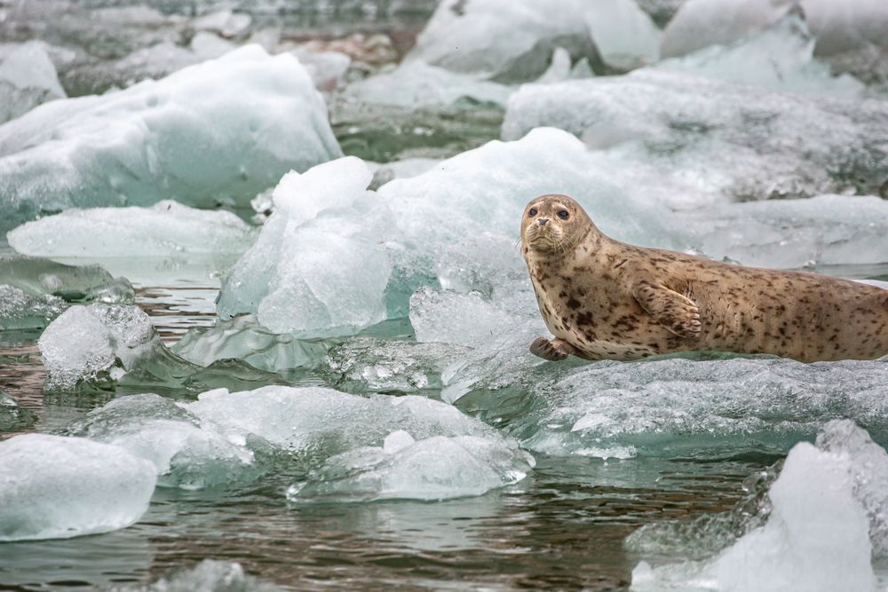 Animals-Seals+Sealions