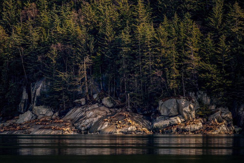 Sea Lion Rock Photography Art | Kim Clune Daydreams