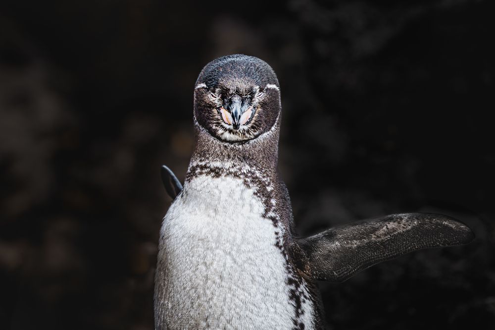 Penguin Pride Photography Art | Kim Clune Daydreams