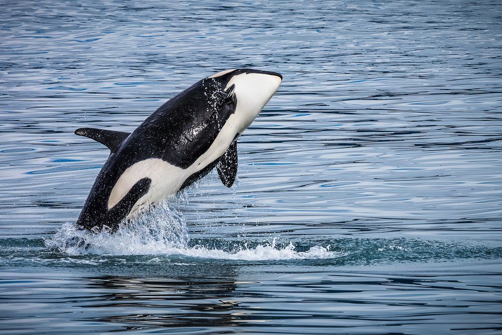 Kim Clune Photography: Killer Whale Breach, Resurrection Bay