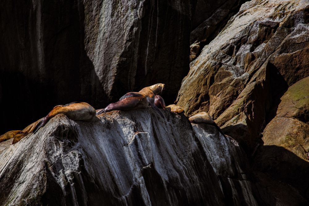 Grizzly Of The Sea Photography Art | Kim Clune Daydreams