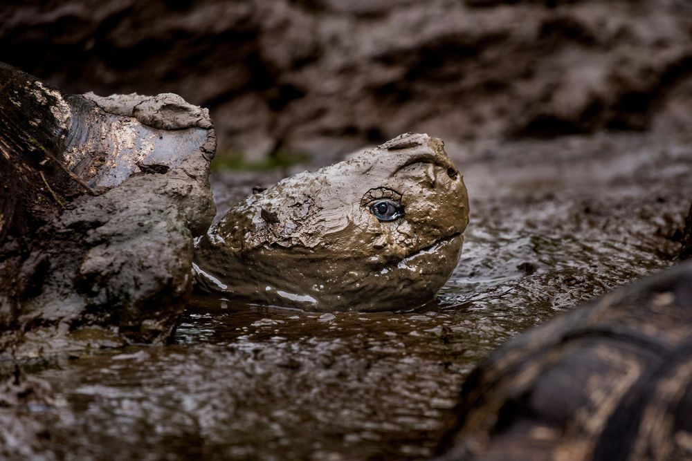 Mud Bath Photography Art | Kim Clune Daydreams