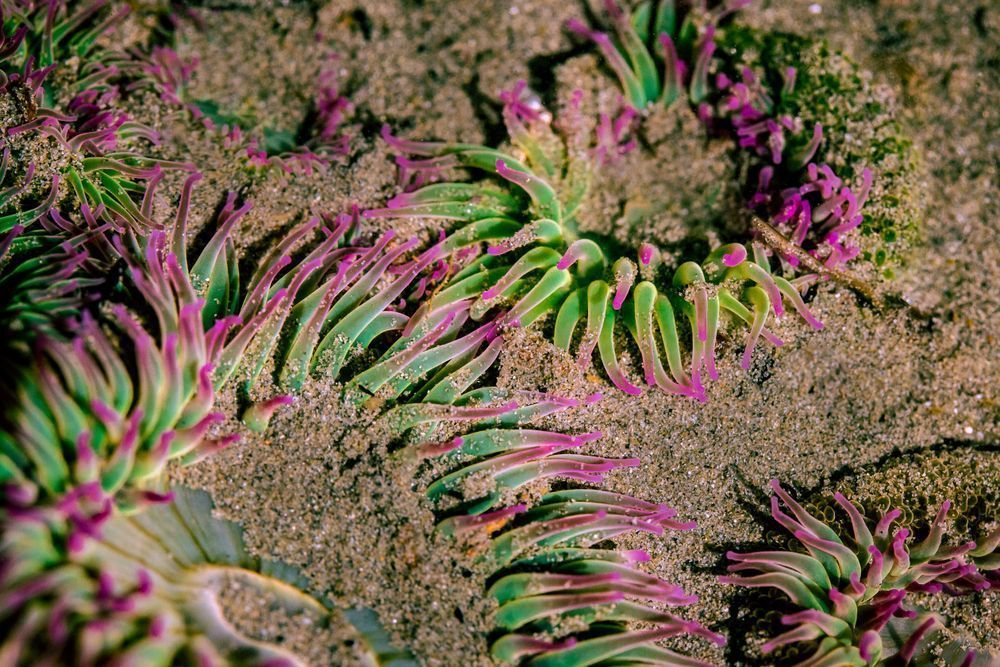 Pretty Pastels Photography Art | Kim Clune Daydreams