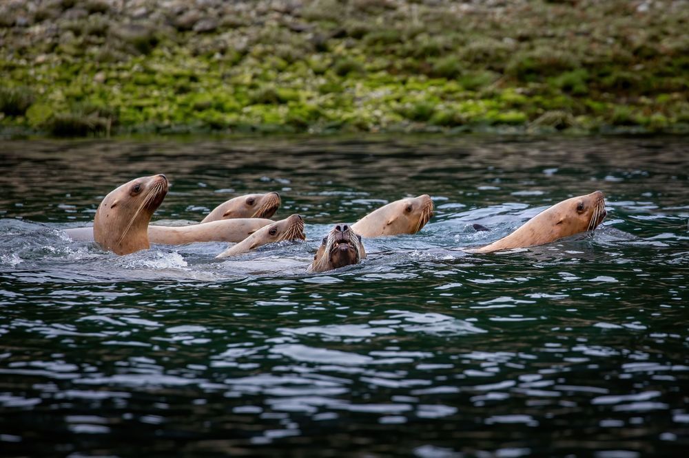 Everyone In The Pool Photography Art | Kim Clune Daydreams