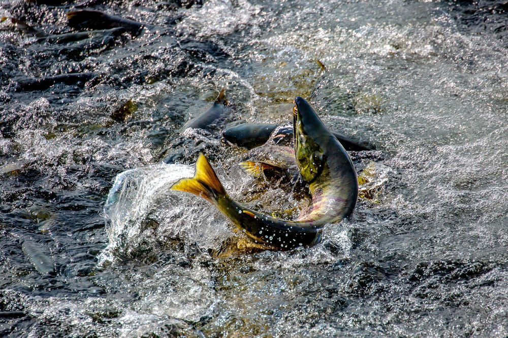 Sassy Salmon Photography Art | Kim Clune Daydreams