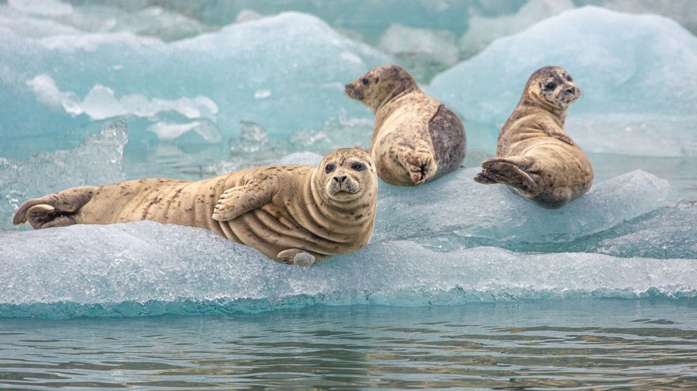 Seal Mates Photography Art | Kim Clune Daydreams