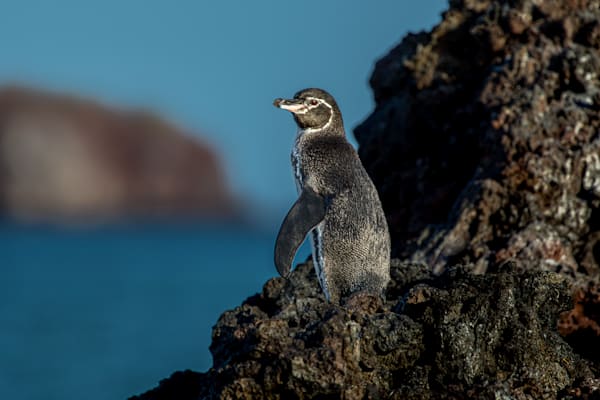 Posturing Penguin