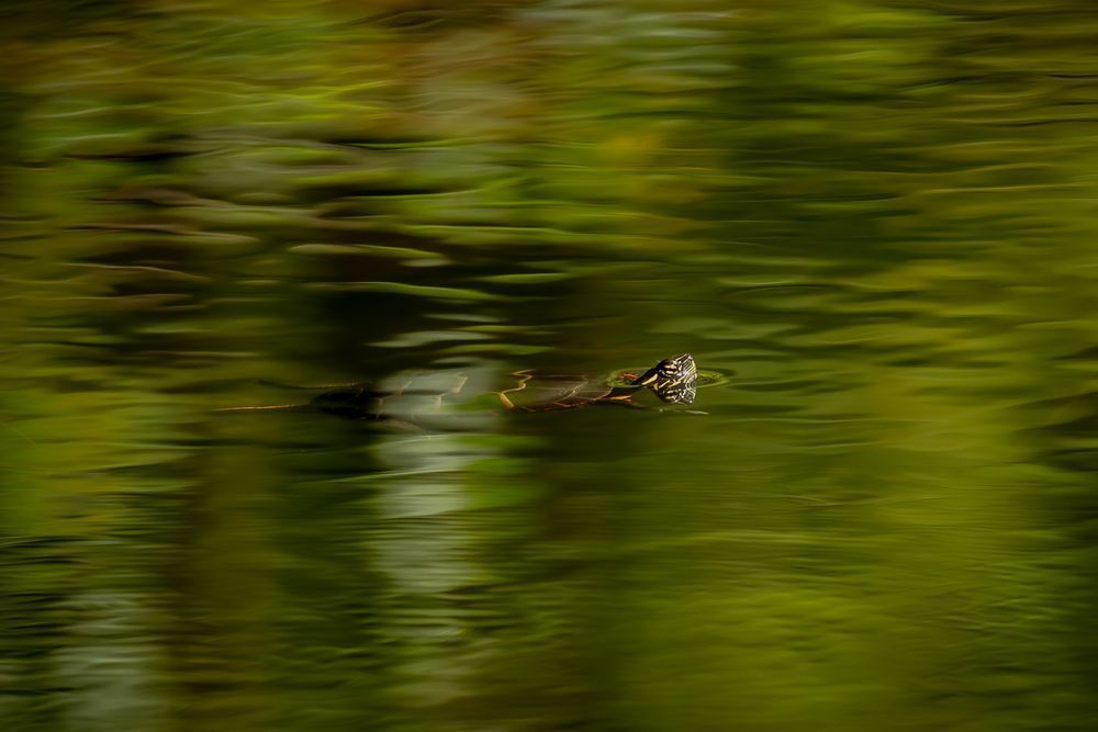 Turtle Texture Photography Art | Kim Clune Daydreams