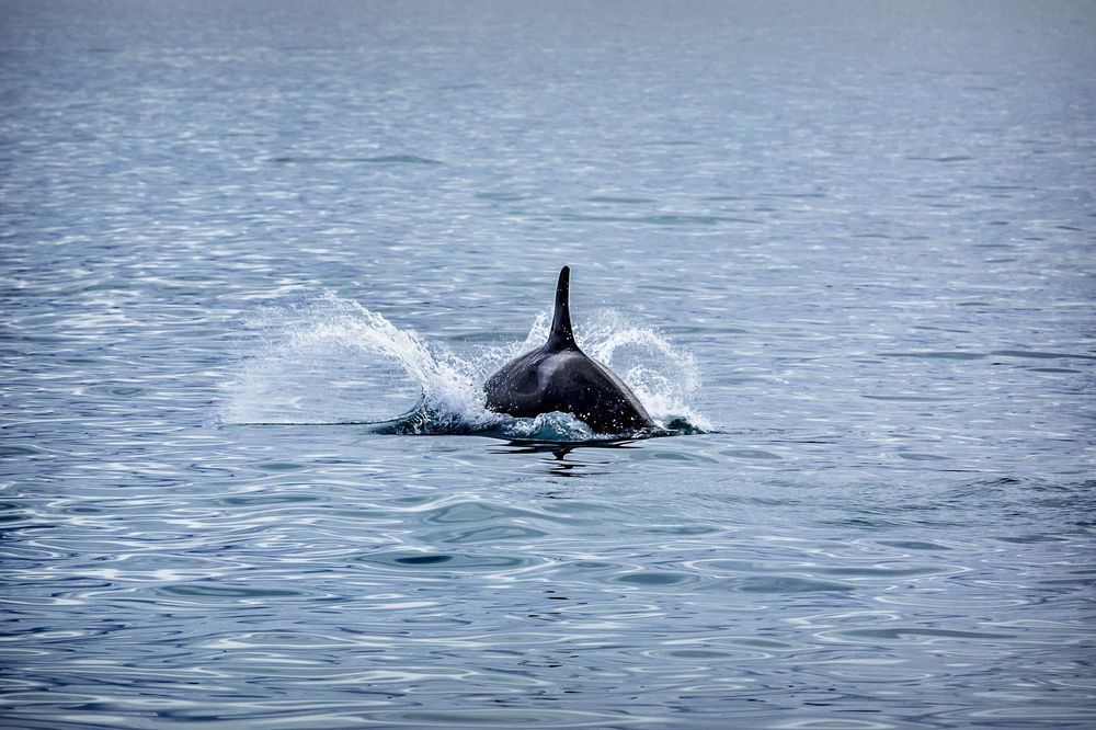 Arc Of A Diver Photography Art | Kim Clune Daydreams