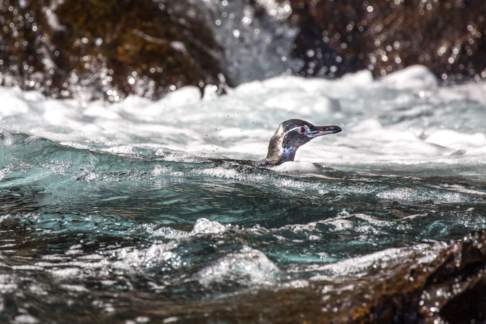 Swimming Upstream Photography Art | Kim Clune Daydreams