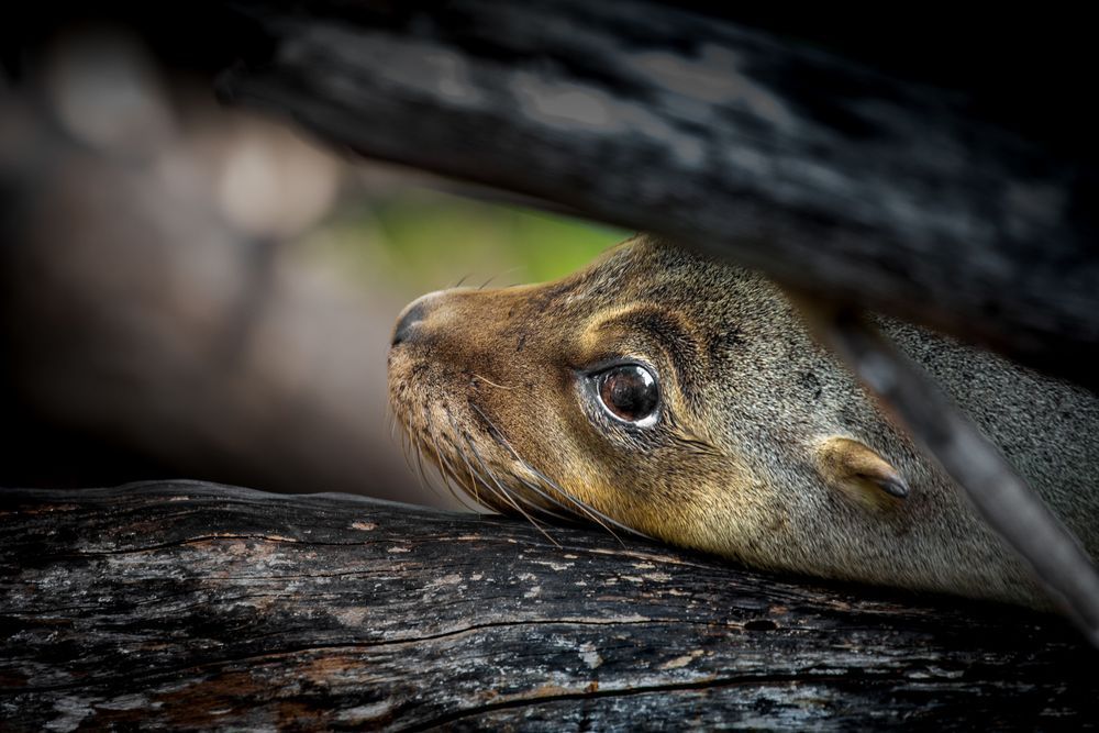 Mangrove Sally Photography Art | Kim Clune Daydreams