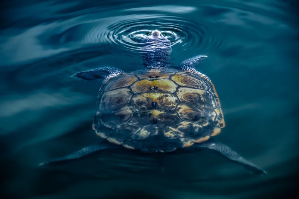 Turtle Island Photography Art | Kim Clune Daydreams