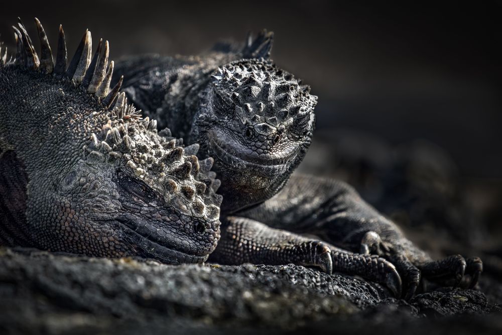 Iguana Love Photography Art | Kim Clune Daydreams
