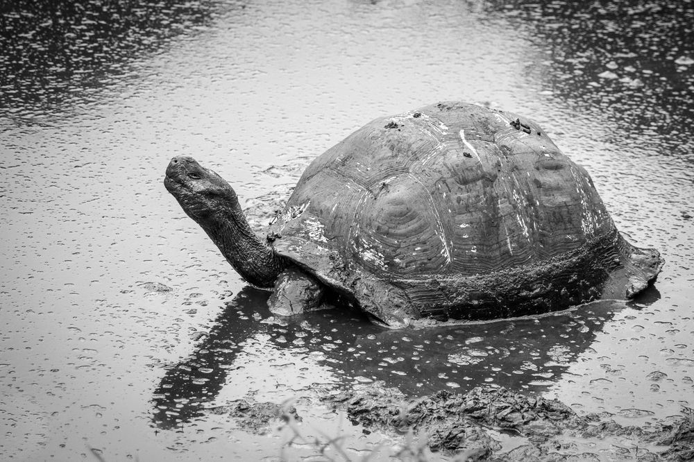 Enzel's Turtle Photography Art | Kim Clune Daydreams