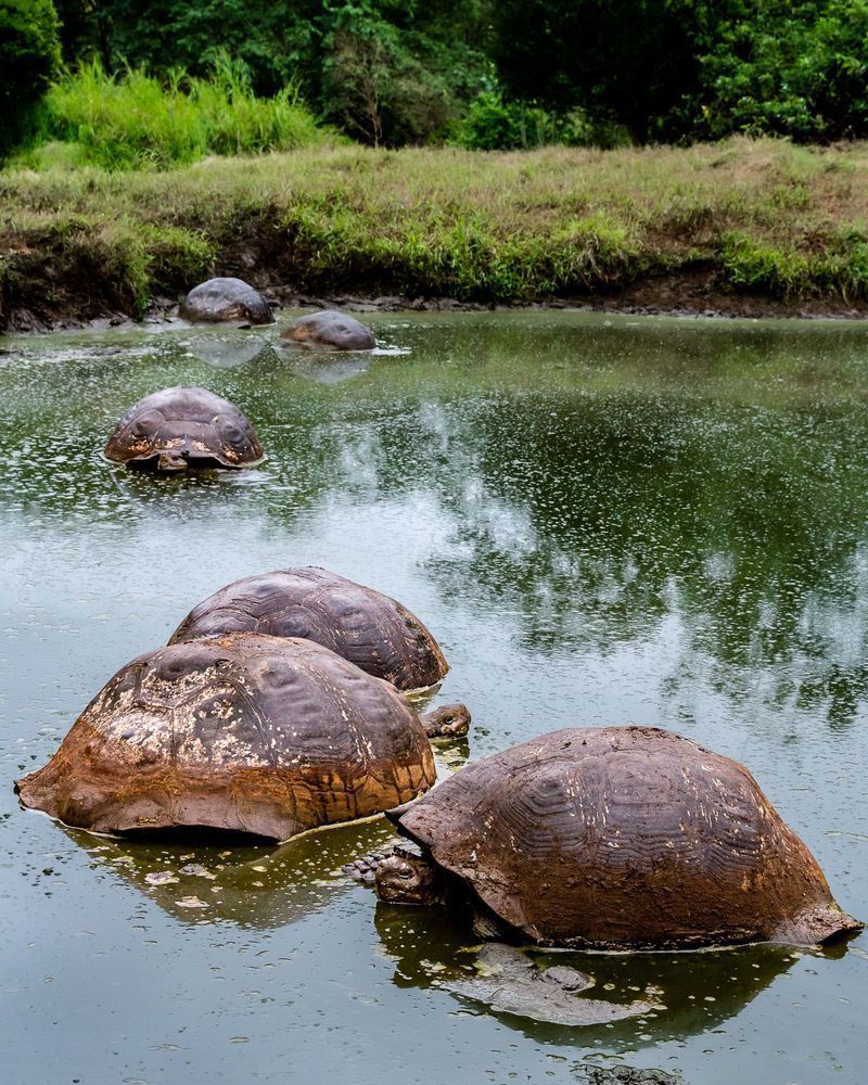 Turtle Huddle Photography Art | Kim Clune Daydreams