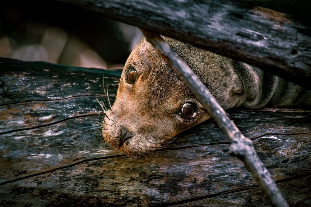Covert Photography Art | Kim Clune Daydreams