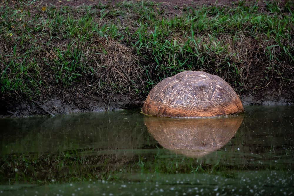 Shell Game Photography Art | Kim Clune Daydreams