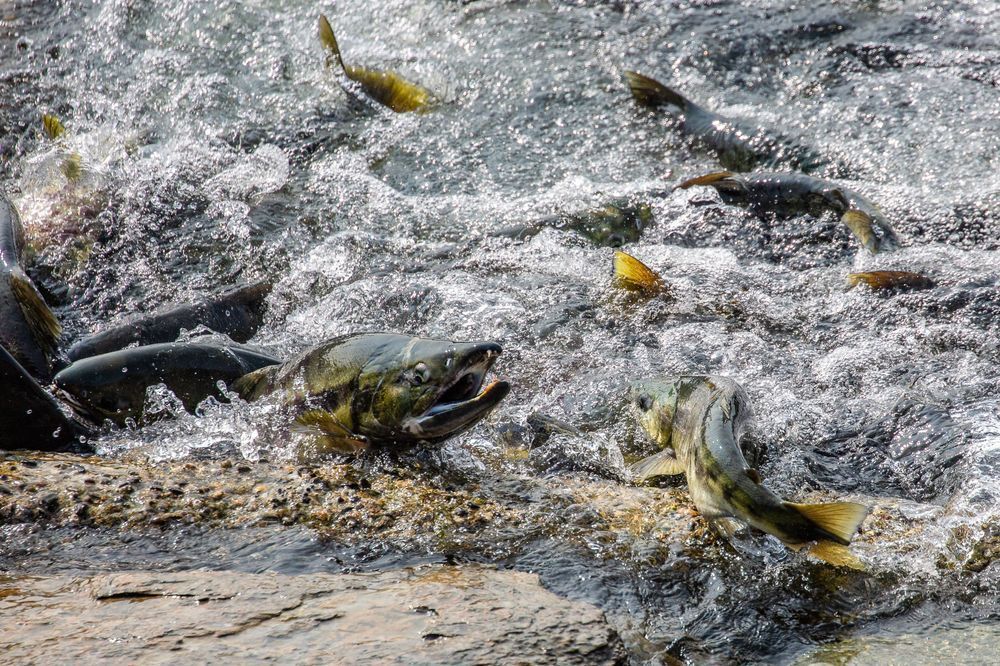 Salmon Smiles Photography Art | Kim Clune Daydreams