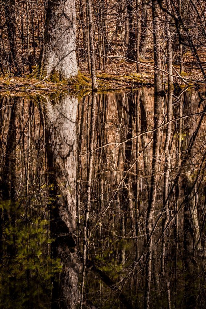 Pond Views, East Nassau Photography Art | Kim Clune Daydreams
