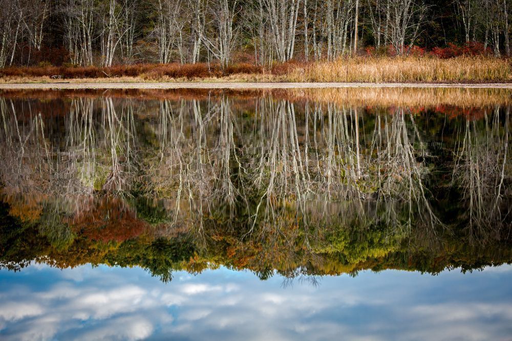Lions Lake, New York Photography Art | Kim Clune Daydreams