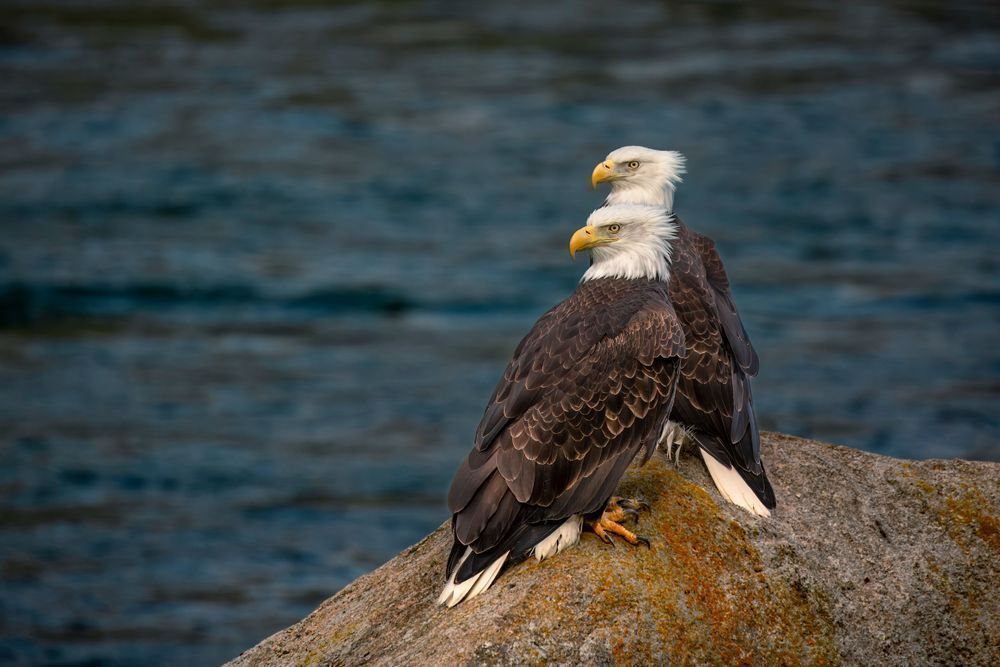 On the Rocks, Bald Eagle Photography